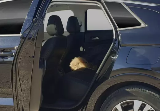 Immagine 11 Opel Grandland