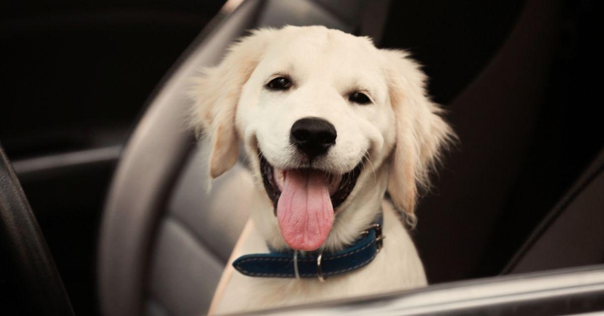 Labrador sorridente in auto