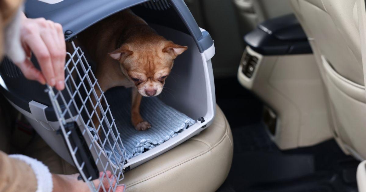 Trasportino per cani piccoli in auto
